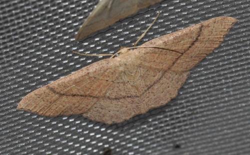 Réf. 245 748 : Cyclophora sp.